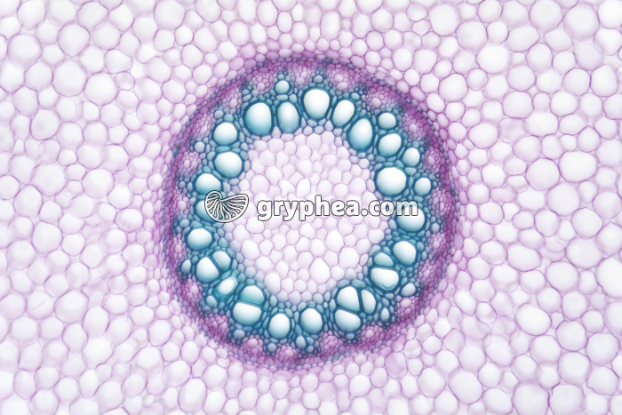 Racine d'Asperge - cylindre central CT x25 - gryphea.com